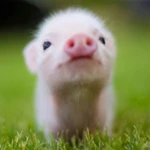 Logo of Mini Pig Wallpapers android Application 