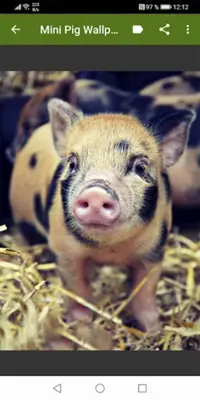 Mini Pig Wallpapers android App screenshot 1