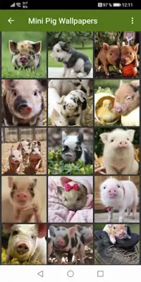 Mini Pig Wallpapers android App screenshot 2