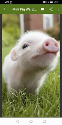 Mini Pig Wallpapers android App screenshot 3