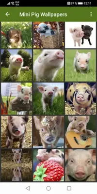 Mini Pig Wallpapers android App screenshot 4